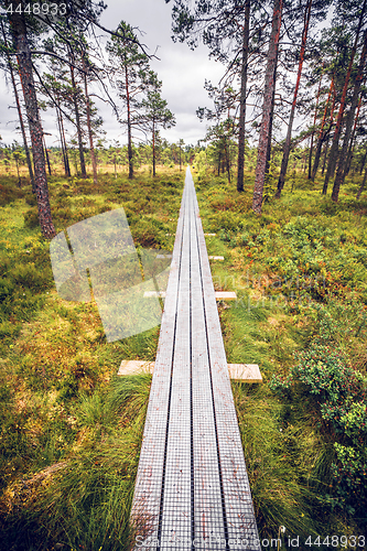 Image of Trail of planks in a Scandinavian forest