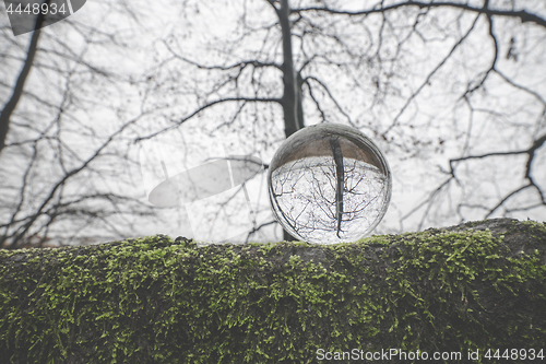 Image of Glass orb on a large branch covered with green moss