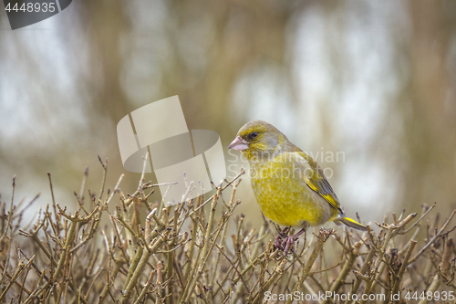 Image of European greenfinch bird on a bush in a garden