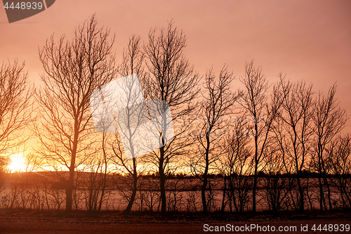 Image of Sunrise behind barenaked tree silhouettes