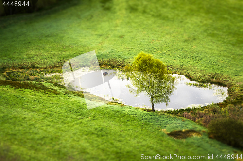 Image of Lonely tree by a small pond on a green rural field