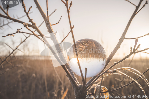 Image of Glass orb in a tree on a cold morning