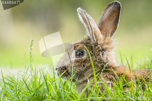 Image of Brown rabbit hiding in green grass in the spring