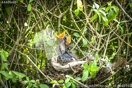 Image of Blackbird youngsters waiting for thier mother