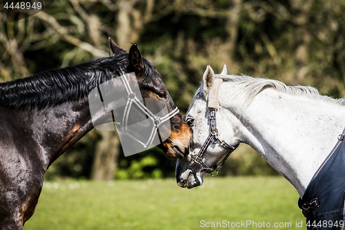 Image of Two horses kissing on a rural field