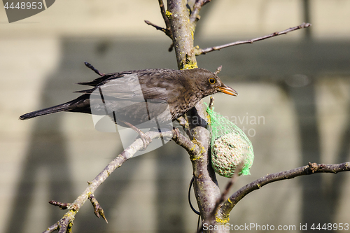 Image of Blackbird in a tree with a birdfeeder with seeds