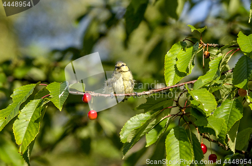 Image of Newly hatched blue tit bird in a cherry tree