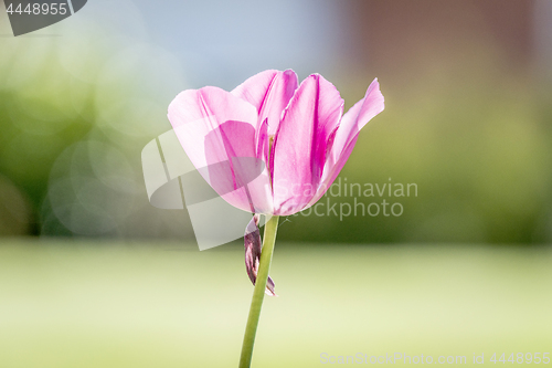 Image of Single pink tulip in a garden with bokeh lights