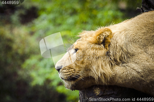 Image of Lion relaxing in the rain with green plants