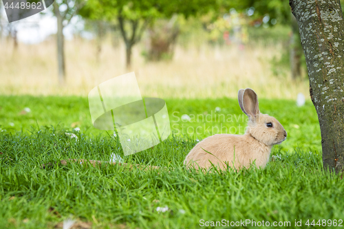 Image of Rabbit under a tree in a garden