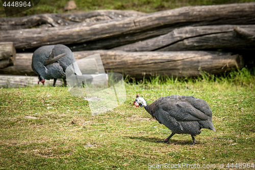 Image of Turkeys feeding on green grass in the summer