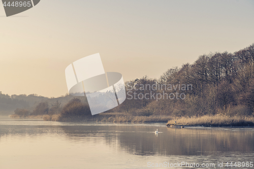 Image of Swan on a misty lake near a forest in the morning