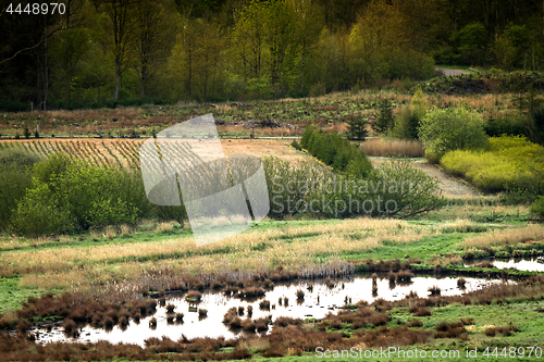 Image of Landscape in a swamp area with water and fields