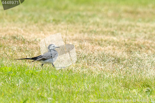 Image of Wagtail walking on a green lawn in the spring