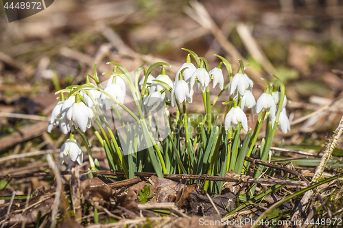 Image of Snowdrop flowers in the forest