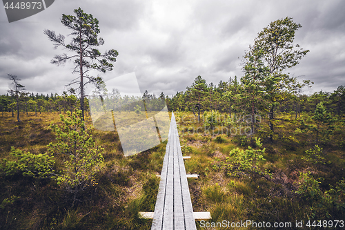 Image of Wooden trail in the wilderness with trees