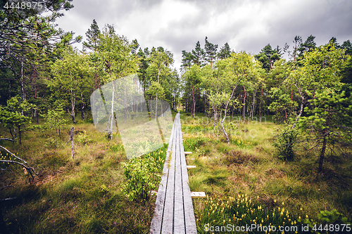 Image of Wooden nature trail made of planks