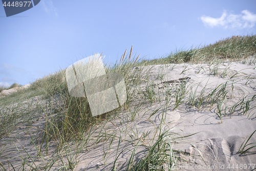 Image of Dune with fresh lyme grass in the sand