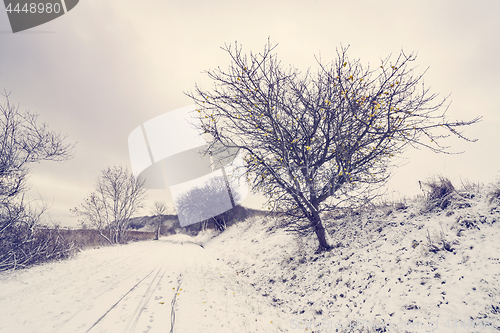 Image of Road covered with snow with an appletree