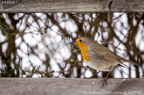 Image of European Robin with a red breast