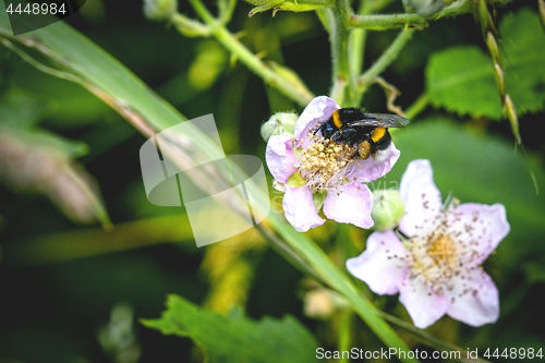 Image of Bumblebee on a white flower in a garden