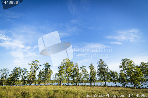 Image of Trees in front of a lake in the summer