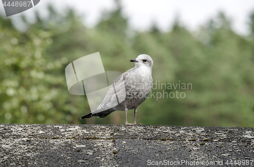 Image of Young common gull standing on a wooden log