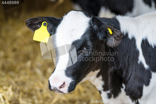 Image of Black and white calf standing in a stable