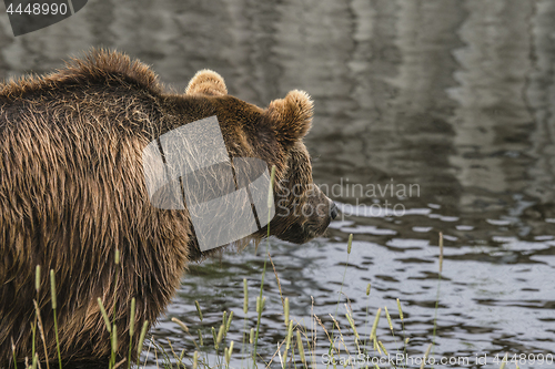 Image of Bear fishing by the water