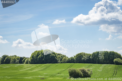 Image of Forest at the end of a green field