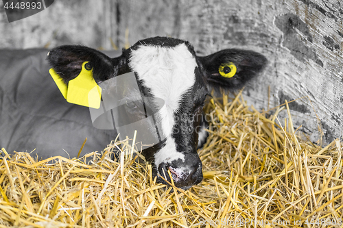 Image of Calf with a yellow ear mark relaxing in the hay