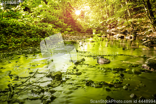 Image of Green trees reflecting in a river running through