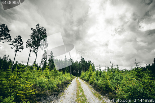 Image of Dirt road going into a forest in cloudy weather