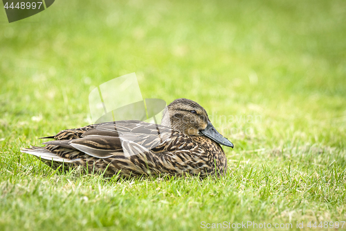 Image of Female duck relaxing in the fresh green grass