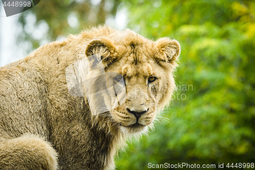 Image of Lion looking hungry in the rain