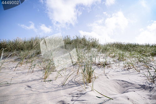 Image of Lyme grass in the sand on a beach dune