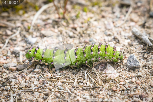 Image of The Small Emperor Moth caterpillar in beautiful green color