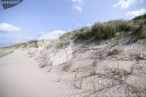 Image of Danish beach shore with lyme grass