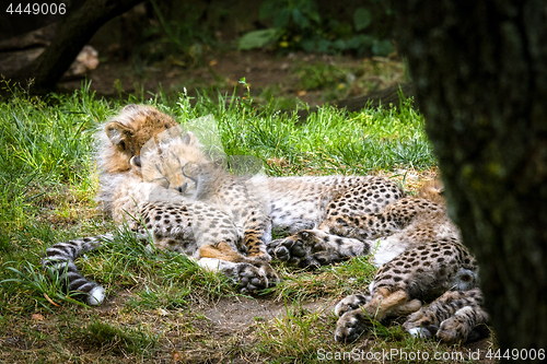 Image of Young cheetah kittens playing in the grass