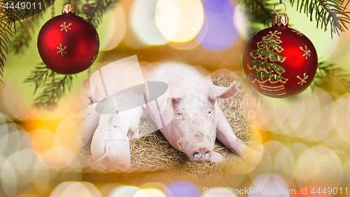 Image of Pig and Piglets with New Year Background