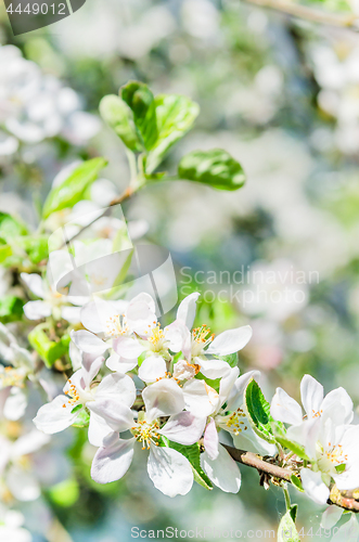 Image of Branch of blossoming apple-tree, close-up