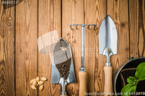 Image of Still-life with sprouts and the garden tool, the top view