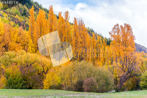 Image of Colorful autumn foliage and green pine trees in Arrowtown
