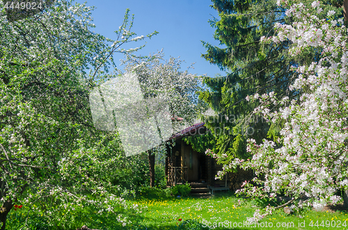 Image of Blooming garden with old apple trees