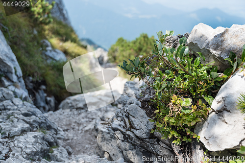 Image of Landscape Kampenwand Bavaria