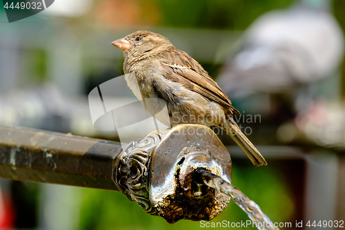 Image of Bird in the city Bern