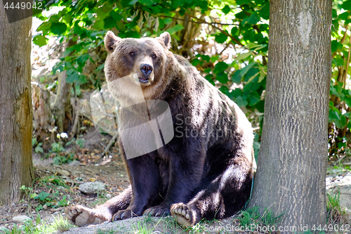 Image of Bear in the city Bern