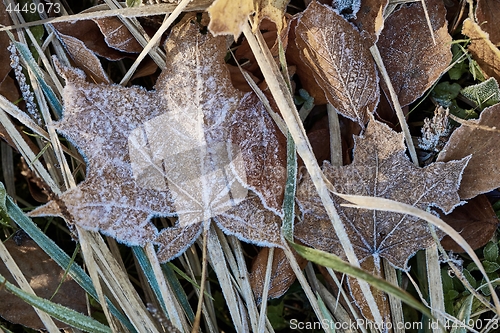 Image of Fallen frosty leaves