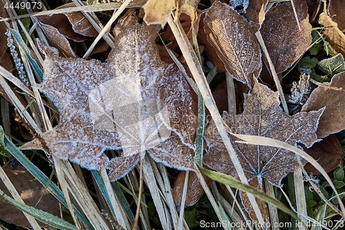 Image of Fallen frosty leaves