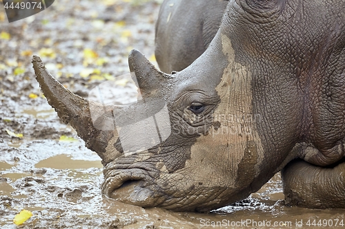 Image of Rhinoceros in the mud